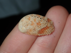 Haliotis elegans