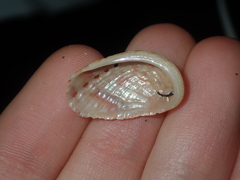 Haliotis elegans