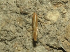 Cremastobombycia solidaginis