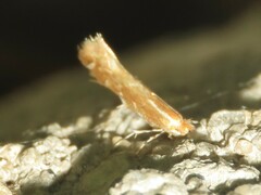 Cremastobombycia solidaginis