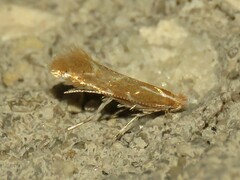 Cremastobombycia solidaginis