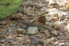 Aspidoscelis stictogrammus