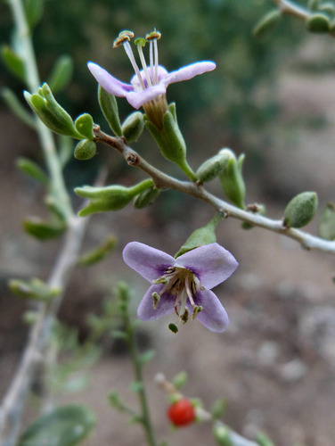 lycium californicum