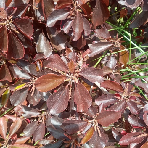 Acalypha amentacea subsp. wilkesiana image