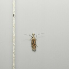 Pleurota honorella