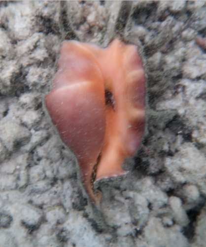 Common Spider Conch