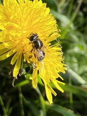 Eristalis nemorum