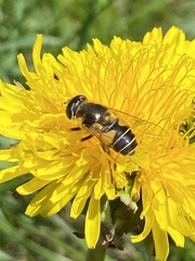Eristalis nemorum