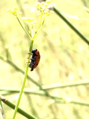 Clytra atraphaxidis