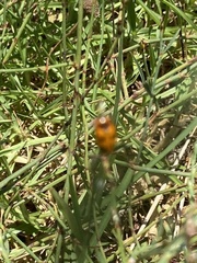Clytra atraphaxidis
