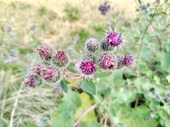 Arctium × ambiguum