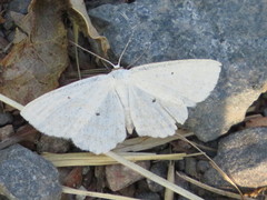 Scopula immutata
