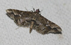 Merodictya marmorata