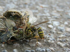 Vespula koreensis