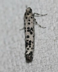 Yponomeuta pustulellus