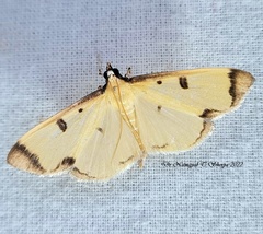 Uncobotyodes patulalis