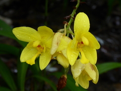 Spathoglottis kimballiana