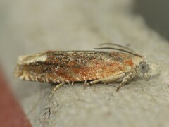 Eucosma raracana