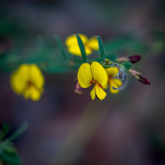 Bossiaea stephensonii