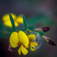 Bossiaea stephensonii
