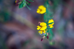 Bossiaea stephensonii