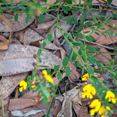 Bossiaea stephensonii