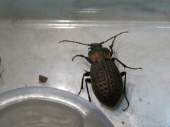 Carabus tuberculosus