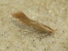 Cremastobombycia solidaginis