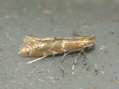 Cremastobombycia solidaginis