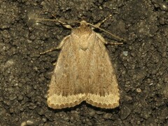 Amphipyra glabella