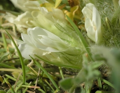 Astragalus dolichophyllus