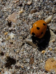 Coccinella septempunctata