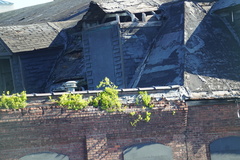 Celastrus orbiculatus