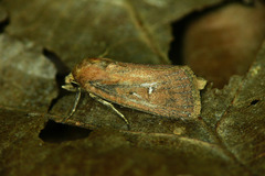 Lenisa geminipuncta