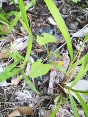 Phaseolus vulgaris