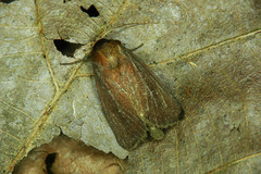 Lenisa geminipuncta