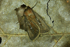 Lenisa geminipuncta
