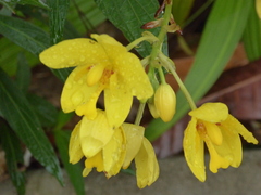 Spathoglottis kimballiana
