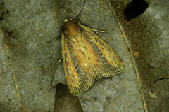 Archanara dissoluta