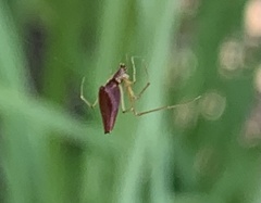 Neospintharus trigonum