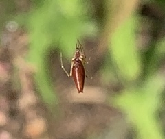 Neospintharus trigonum