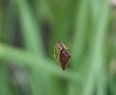 Neospintharus trigonum