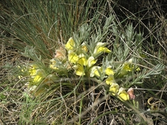 Cymbaria borysthenica