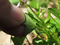 Viola labradorica