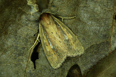 Archanara dissoluta