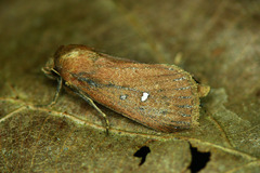 Lenisa geminipuncta