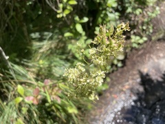 Stenanthium leimanthoides