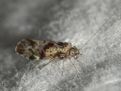 Trichadenotecnum majus