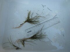 Potamogeton strictifolius