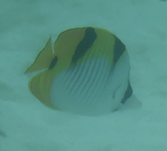 Chaetodon falcula